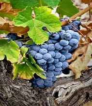 crush grapes