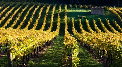crush wineries