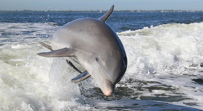 dolphins Baird Bay