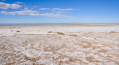 lake-eyre-kangaroos.jpg