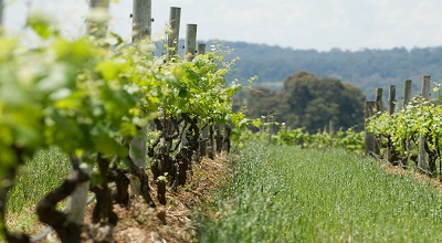 Barossa landscape