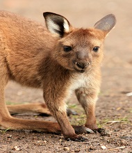 wallabie