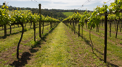 Wine-Tour-Mornington.jpg