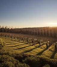 Yarra Valley Estate 