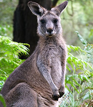 kangaroos-grampians.jpg