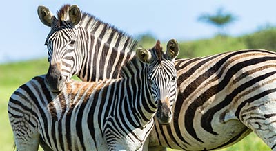 Melbourne Zoo