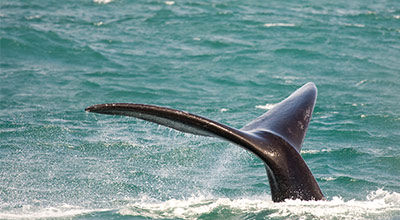 whale-watching-warnambool.jpg