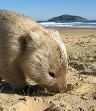 wombat-wislon-prom.jpg